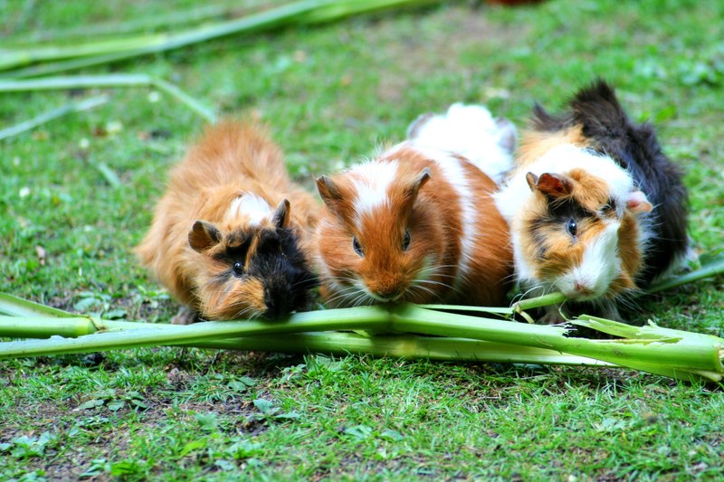 guinea pig sea ​​pig house cute guinea pig house 4k