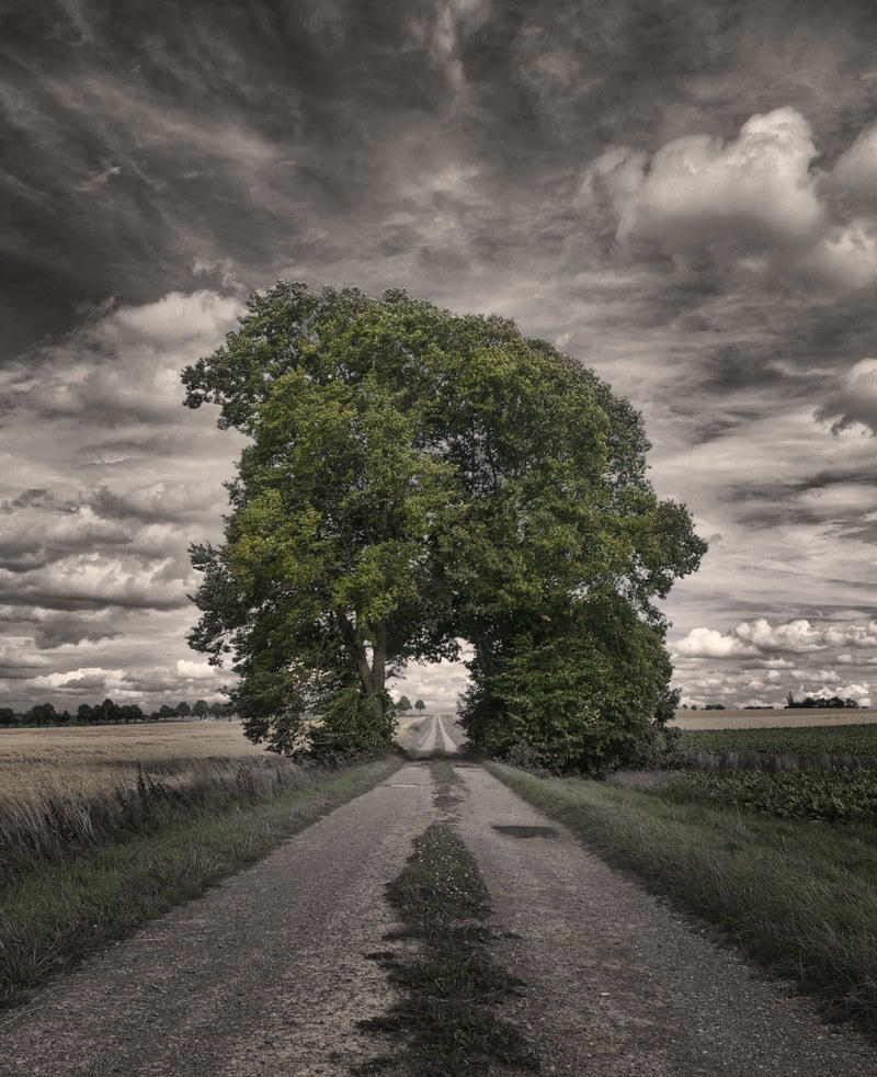 grove of trees away mood landscape dramatic 4k