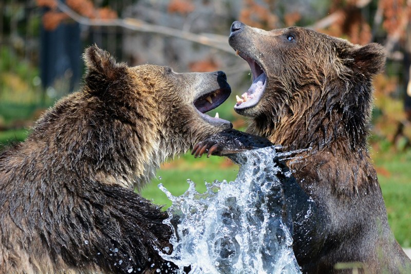 grizzly bears playing sparring grizzlies bear fun 4k