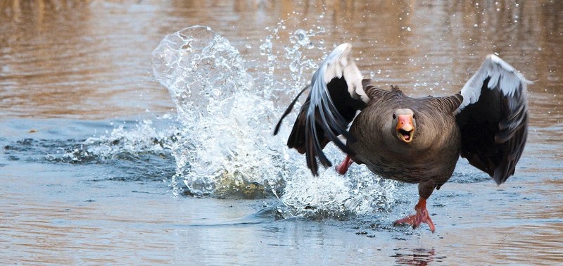 greylag goose goose wa water bird 4k