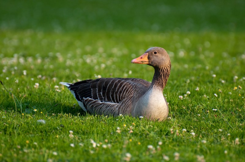 greylag goose goose anser anser field goose anser 4k