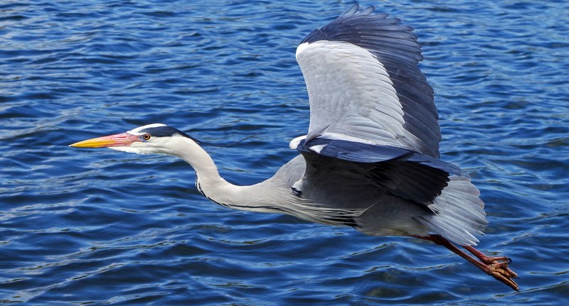 grey heron bird graceful large river water flying 4k