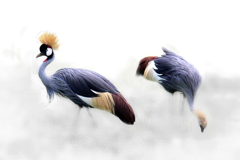 grey crowned crane cranes bird africa tanzania 4k
