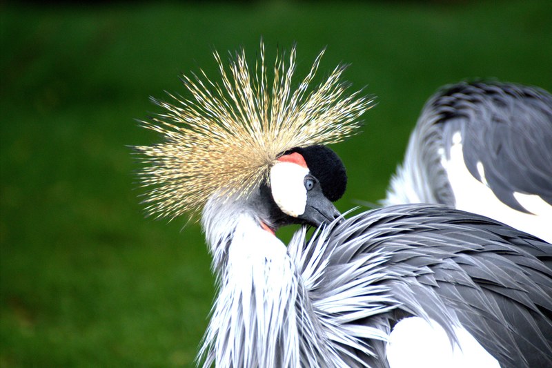 grey crowned crane eastern crowned crane crane 4k