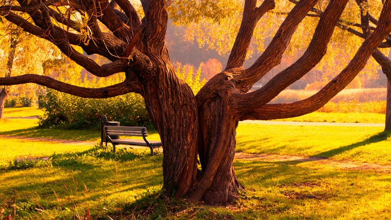tree, halves, textures, bench, 4k