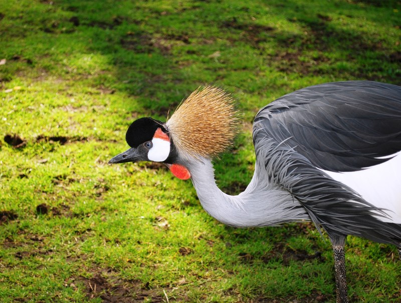 grey crowned crane crane balearica regulorum exotic 4k