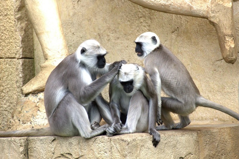 green monkeys monkey old world monkey monkey family 4k