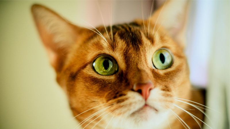 cat, face, color, concern, opinion, 4k