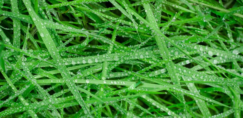 green grass wet drops rain water texture 4k