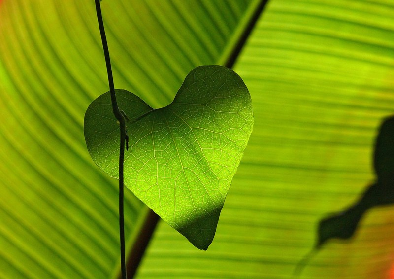 green leaf heart shadow play leaf veins 4k