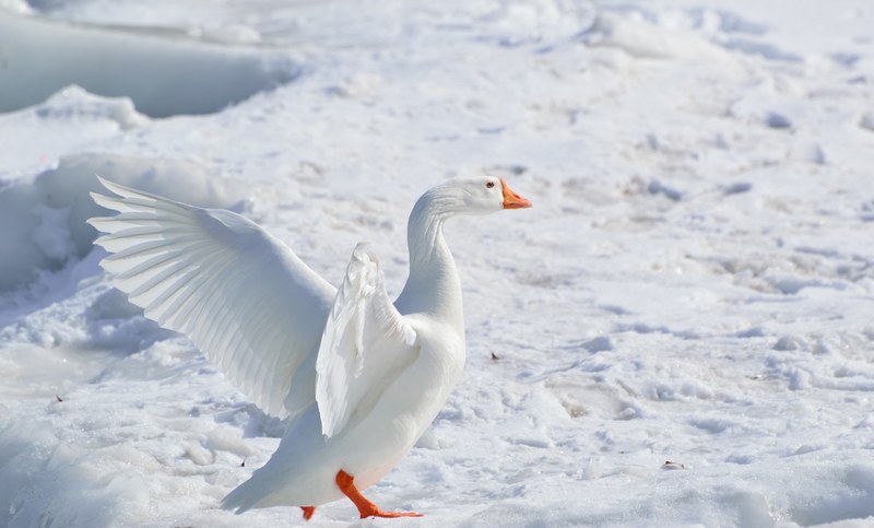 greater snow goose goose snow goose wading bird 4k