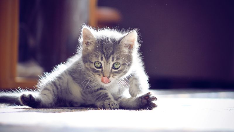 kitten, muzzle, tongue, sitting, cute, 4k