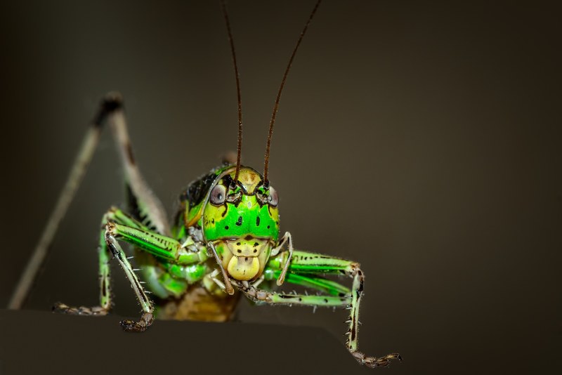 grasshopper ornithopter insect animal green macro 4k