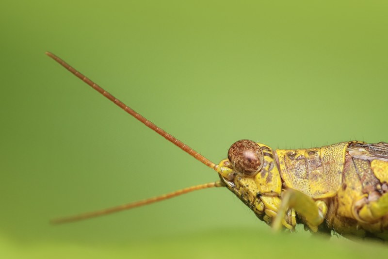 grasshopper insect macro green nature animal 4k
