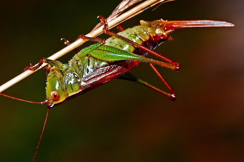 grasshopper insect macro arthropod nature wildlife 4k