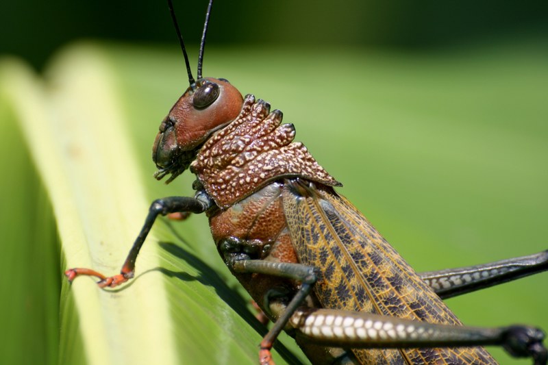 grasshopper insect costa rica 4k