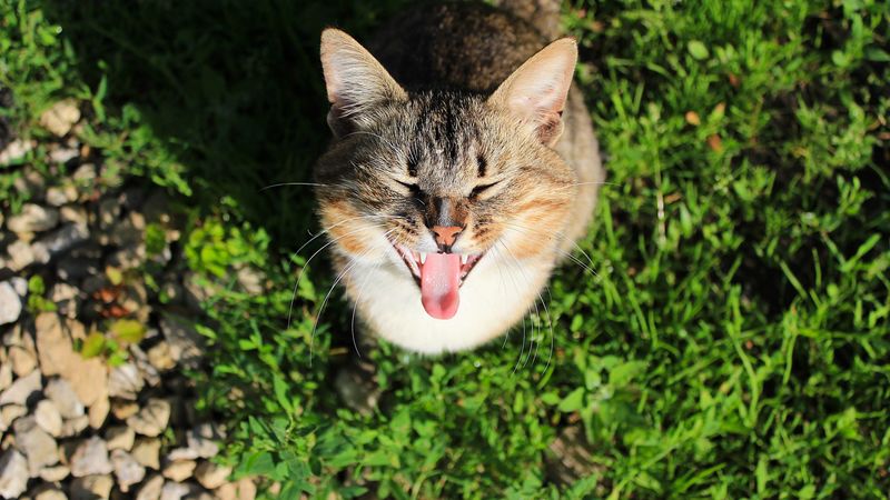 cat, cry, grass, shade, concern, 4k
