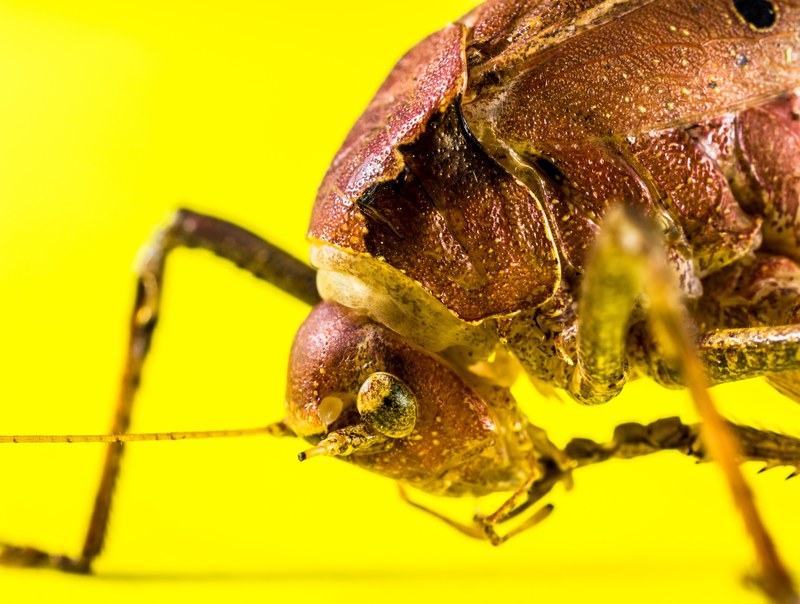 grasshopper viridissima insect scare chitin close 4k