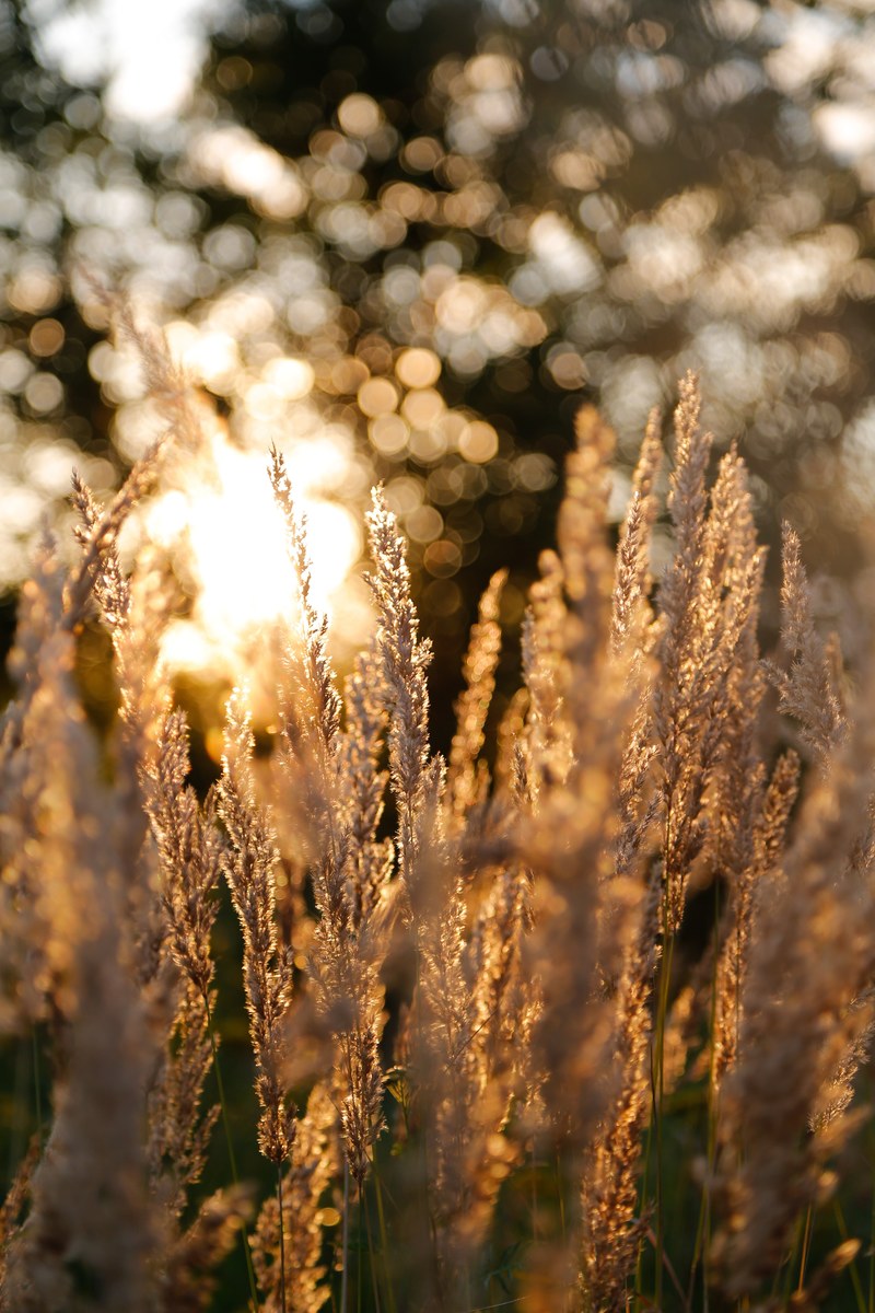 grasses meadow grass evening morning sun summer 4k
