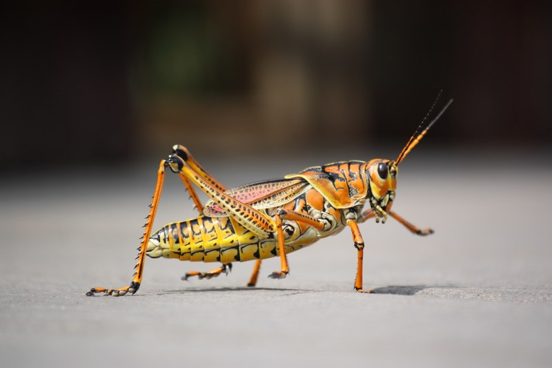 grasshopper insect nature animal close 4k