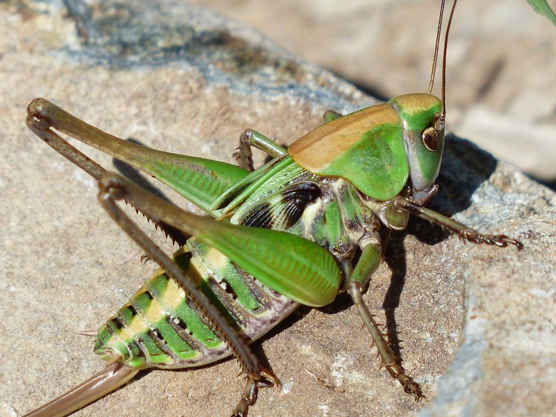 grasshopper green close macro animal insect 4k