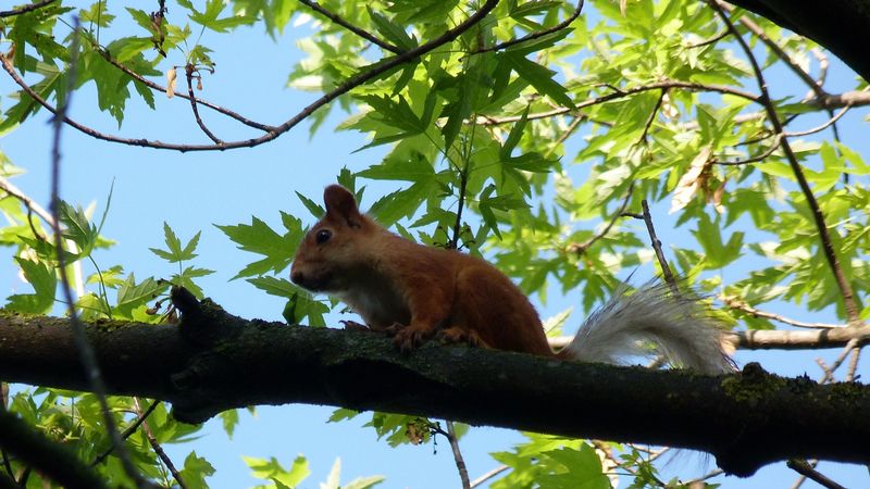 squirrel, animal, face, sitting, 4k