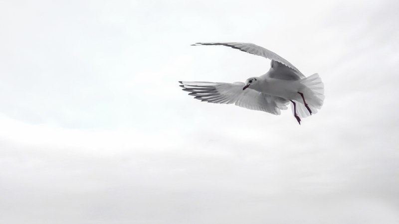 gull wing bird sea fly venice water bird birds 4k