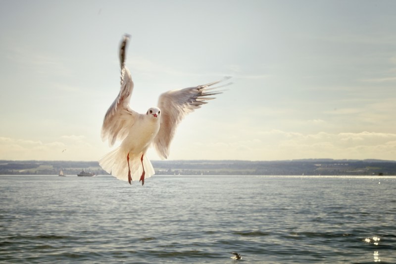 gull flight flying lake lake constance bird 4k