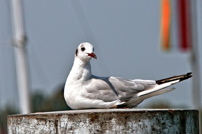 gull bird sitting seagull 4k