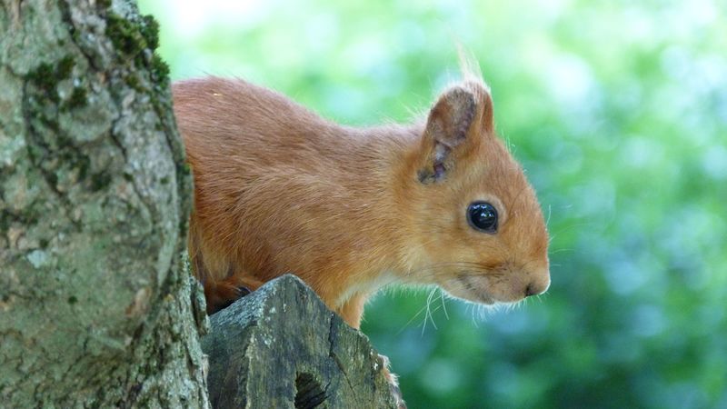 squirrel, face, tree, peep, 4k