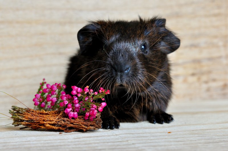 guinea pig smooth hair gold agouti young animal 4k