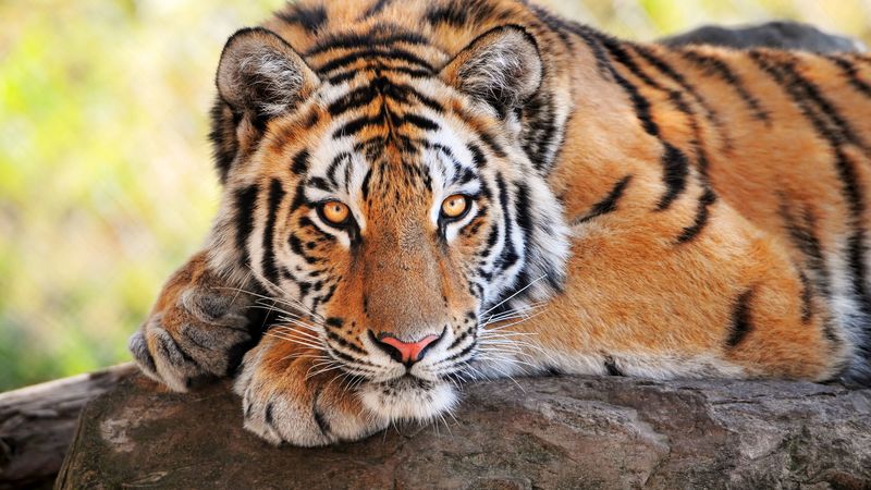 tiger, stone, lying, big cats, predator, 4k