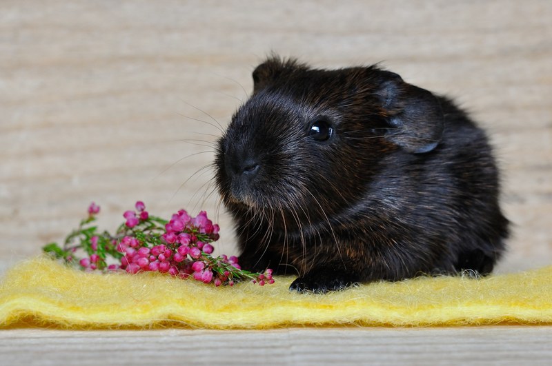 guinea pig smooth hair young animal gold agouti 4k