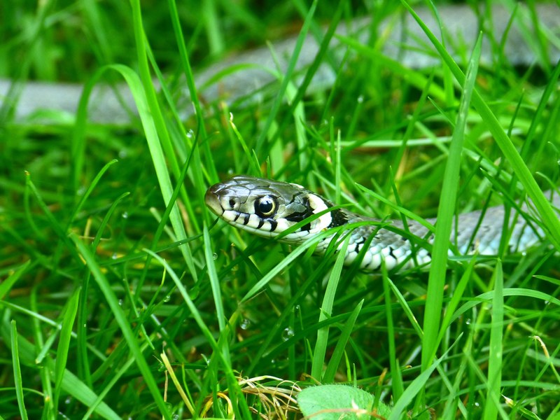 grass snake snake head game mind drawing reptile 4k