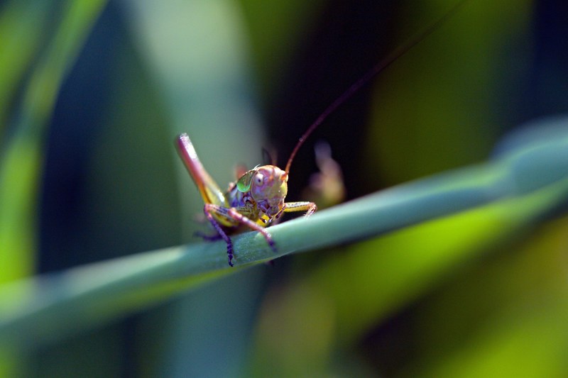 grasshopper insect macro bug nature wildlife 4k