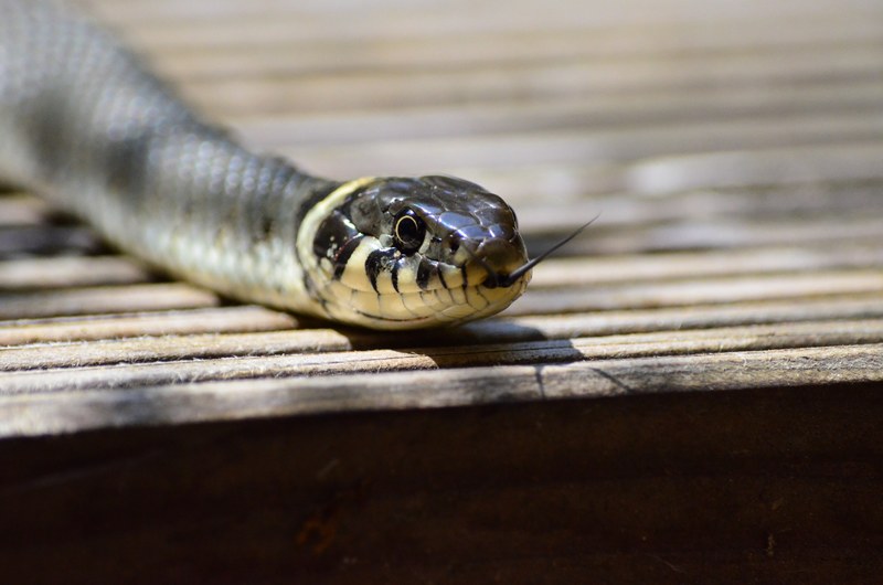grass snake snake snakehead yellow 4k