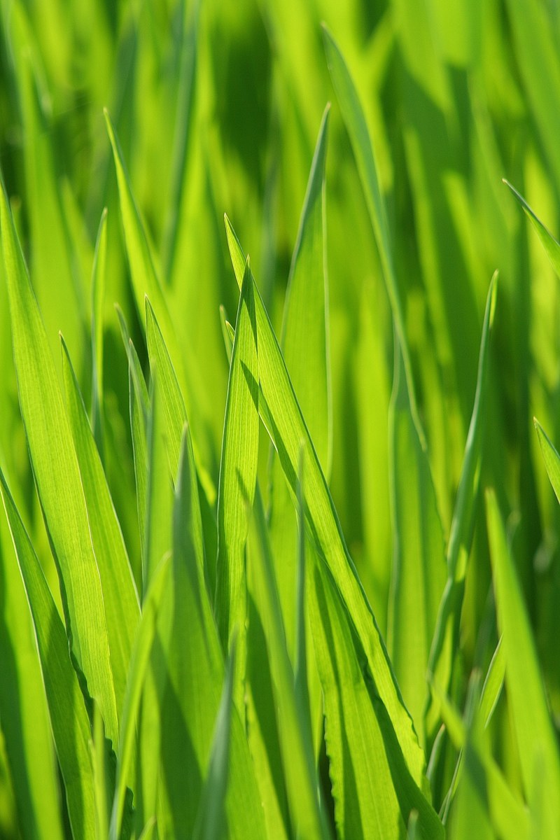 grass meadow grasses blade of grass green cereals 4k