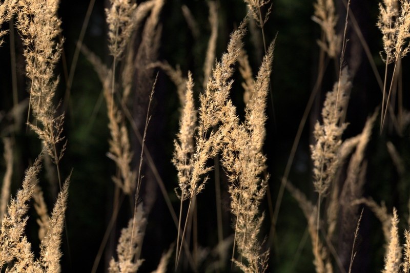 grasses back light blades of grass meadow halme 4k