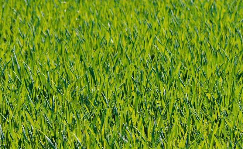 grass meadow green forest nature grasses 4k