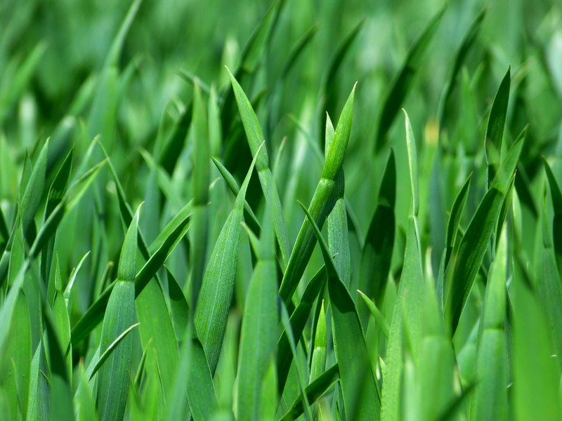 grass blades of grass nature meadow close green 4k