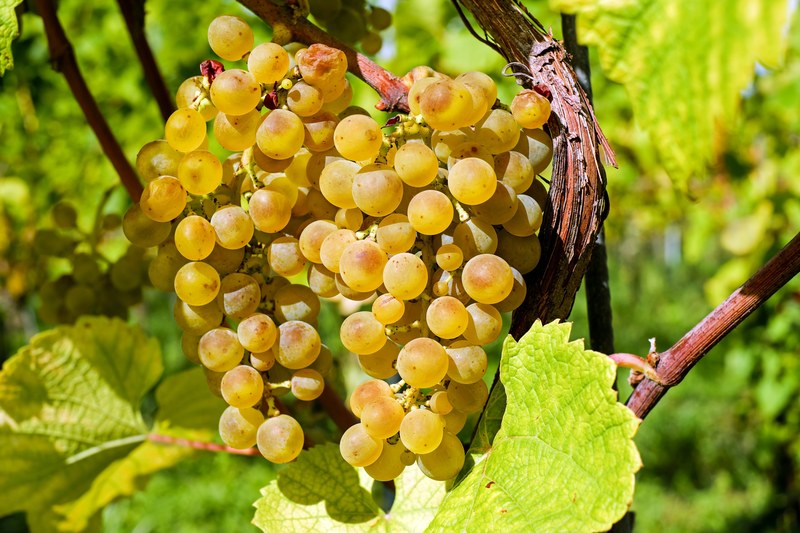 grapes fruit gold table grapes healthy grapevine 4k