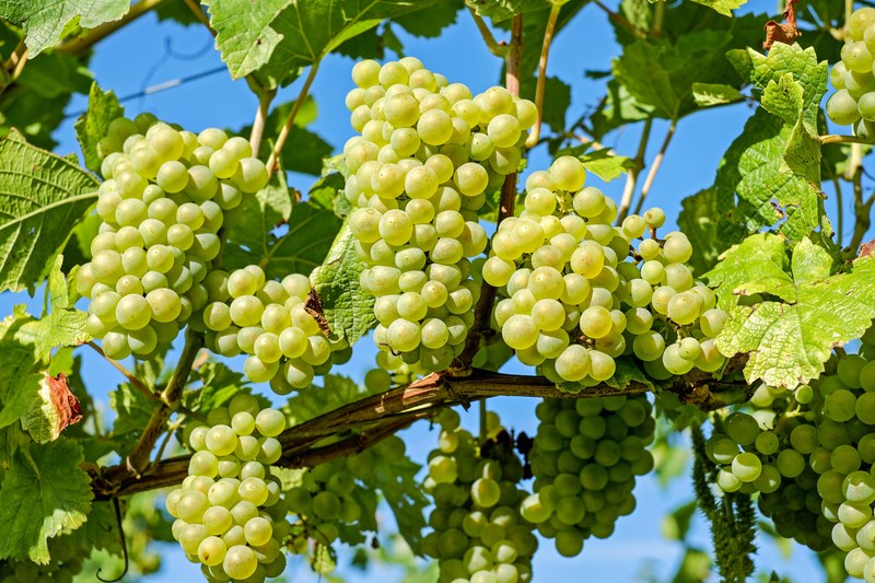grapes fruit vine grapevine winegrowing 4k