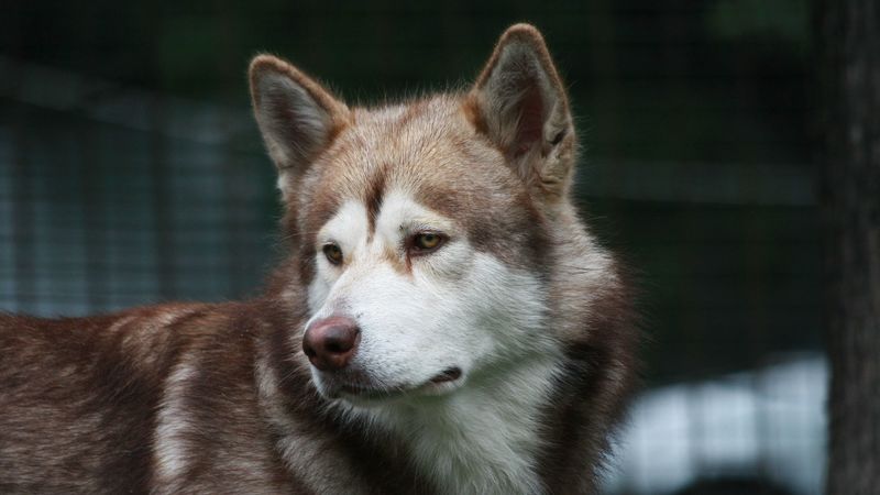 dog, husky, color, look, watch, 4k