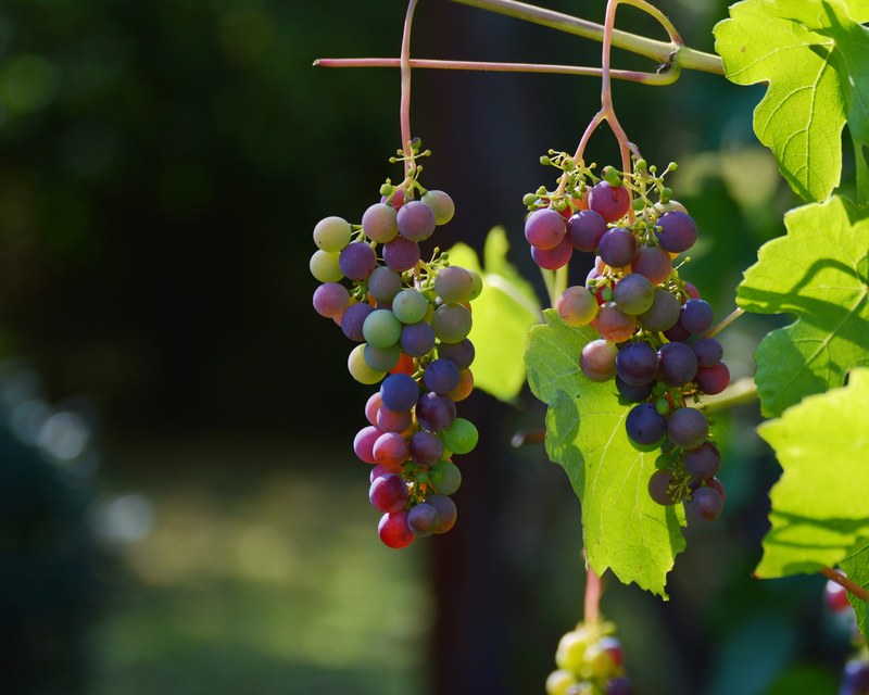 grapes vine red grapes wine winegrowing grapevine 4k