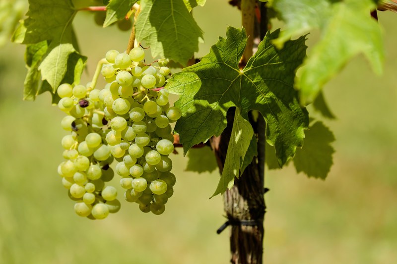 grapes fruit vine vines wine 4k