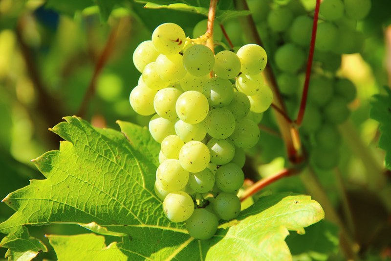 grapes wine fruit vines vines stock winegrowing 4k