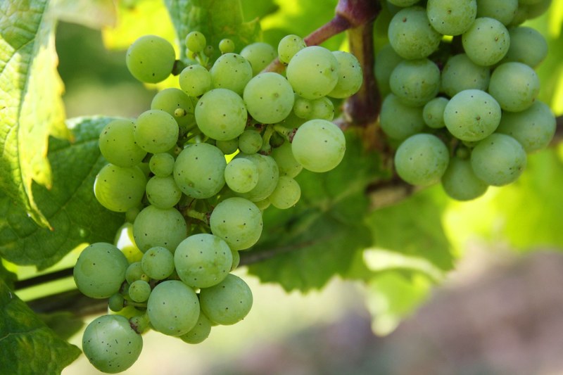 grapes green grapes nature green fruit berries 4k