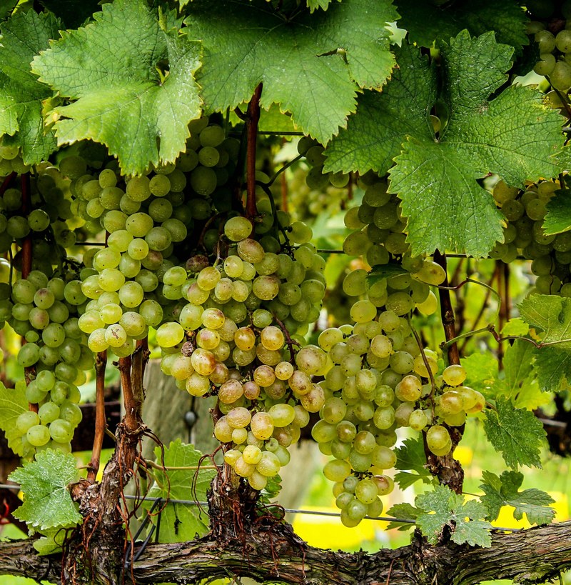 grapes green vines plants bunch fruits leaves 4k