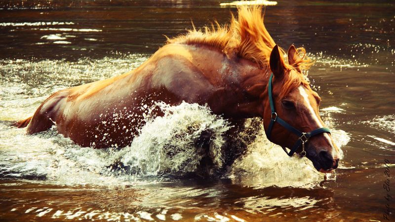 horse, water, spray, wave, 4k