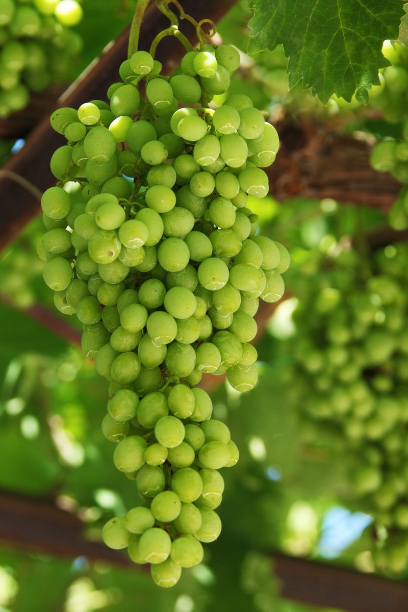 grapes agriculture cluster food fresh fruit green 4k